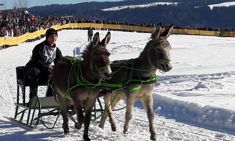 Pferdeschlittenrennen und Skijöring