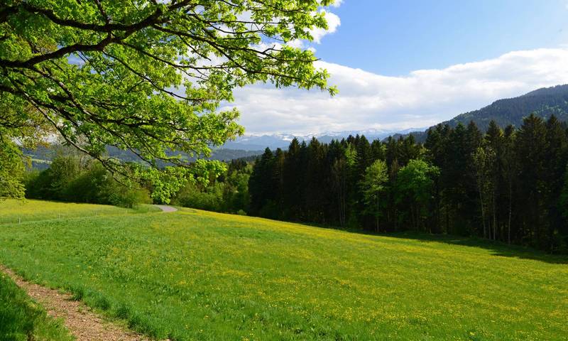 Scheidegg Landschaft Fruehjahr