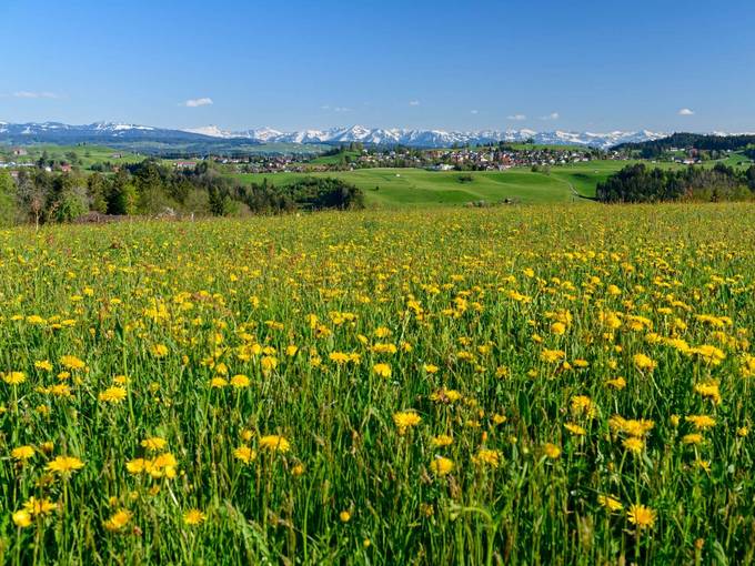 Scheidegg im Allgäu Wetter Frühling