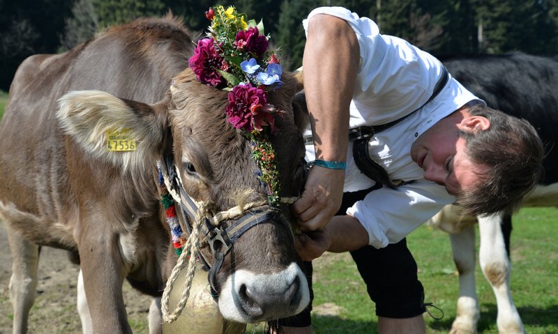 Viehscheid im Allgäu