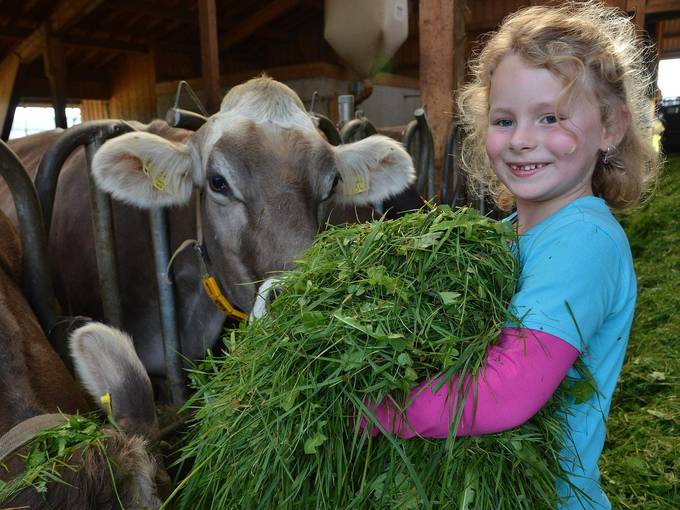 Maedchen fuettert Kuehe