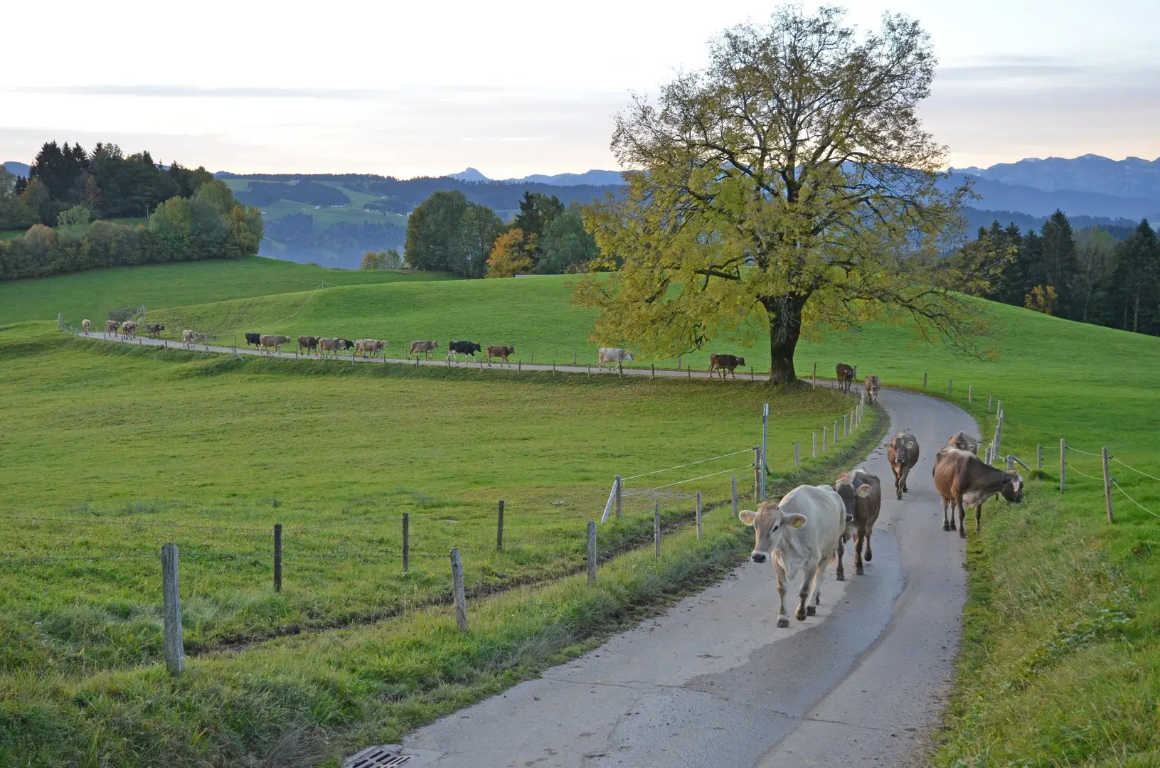 KĂĽhe auf dem Heimweg