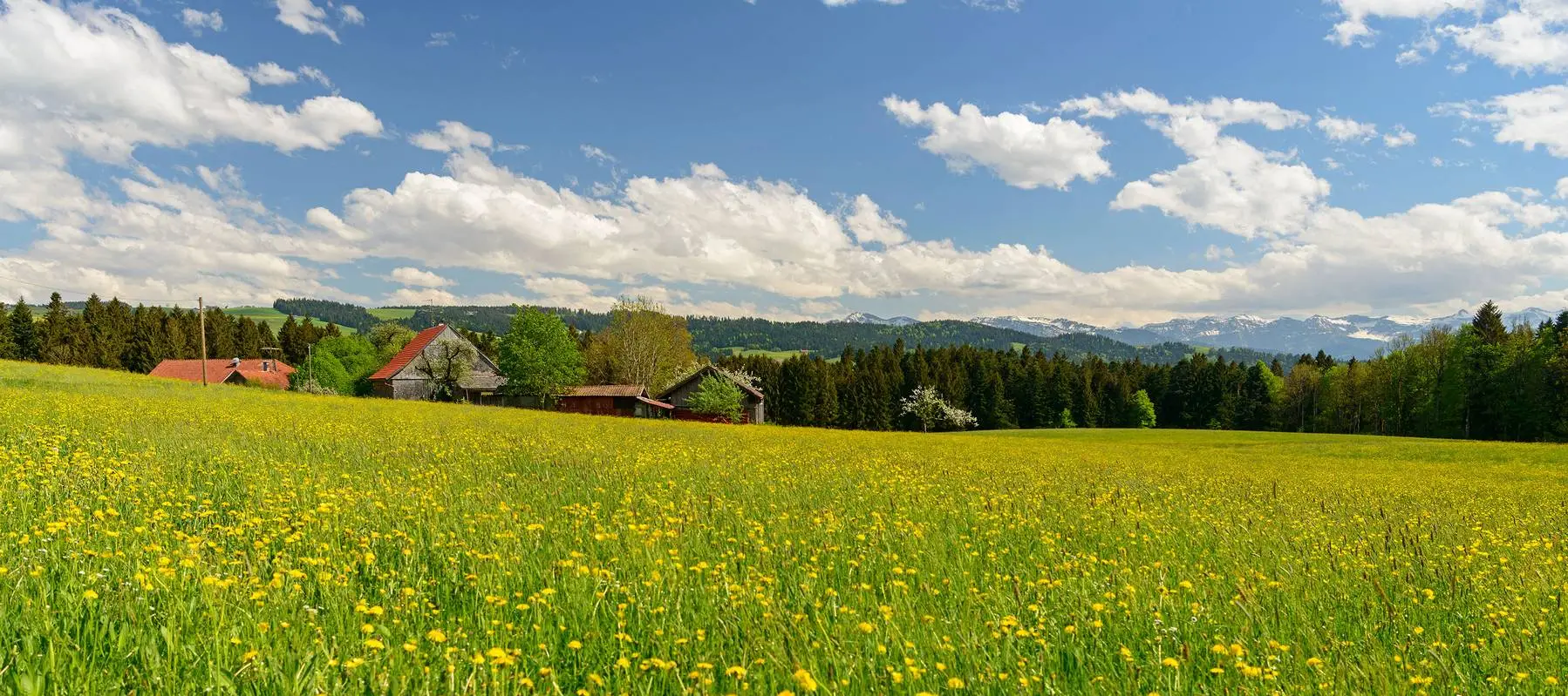 Blumenwiese Frühjahr Scheidegg