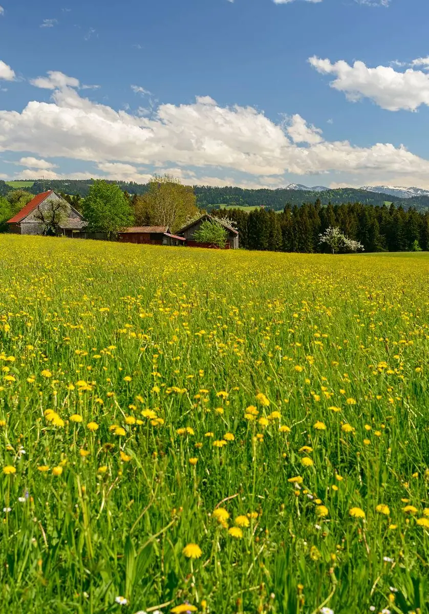 Blumenwiese Frühjahr Scheidegg