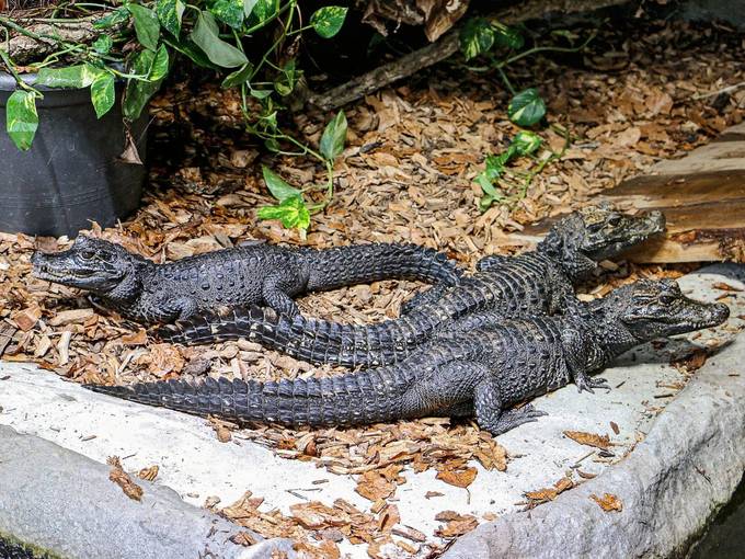 Reptilienzoo Scheidegg Krokodile